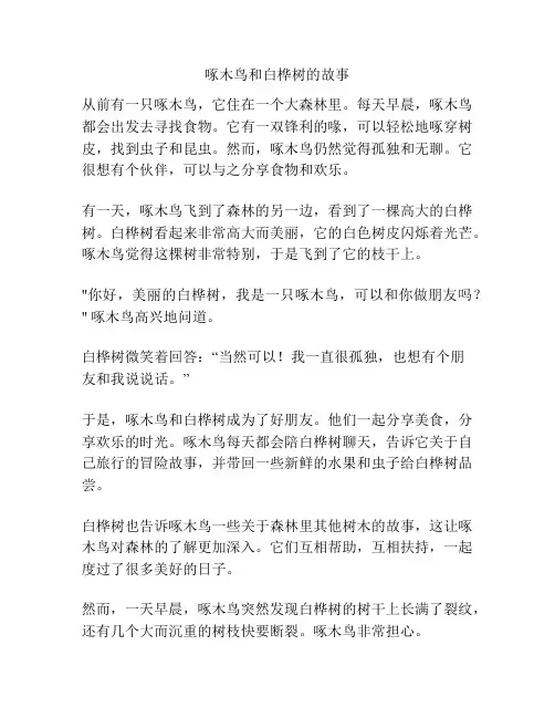 啄木鸟和白桦树的故事