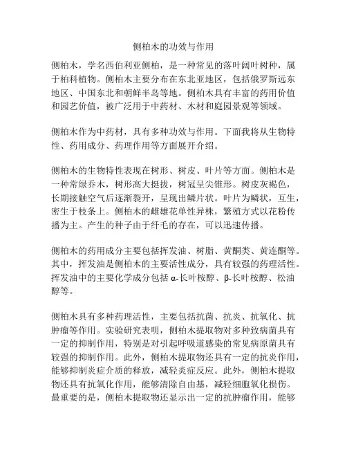 侧柏木的功效与作用