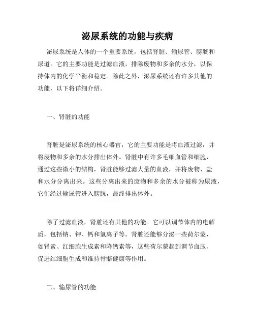 泌尿系统的功能与疾病