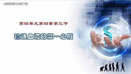 输送血液的泵——心脏-七年级生物课件(人教版七下)