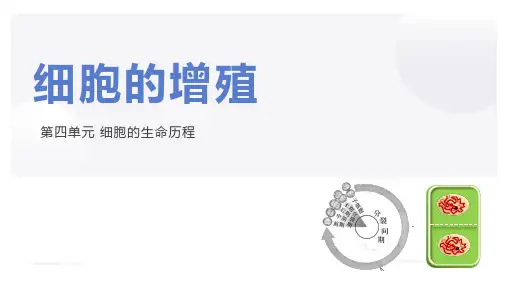 2023届高三一轮复习生物：细胞的增殖课件