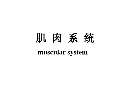 人体解剖生理学：肌肉系统