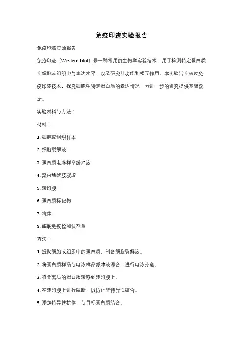 免疫印迹实验报告