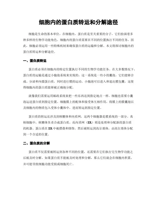 细胞内的蛋白质转运和分解途径
