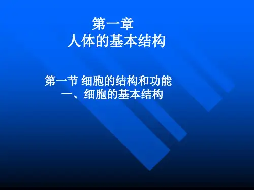 《人体解剖学》课件第一章人体基本结构