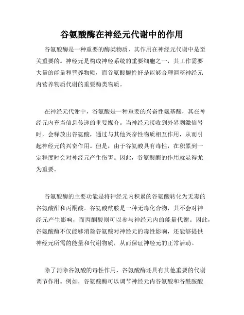 谷氨酸酶在神经元代谢中的作用