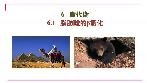 脂肪酸的β氧化