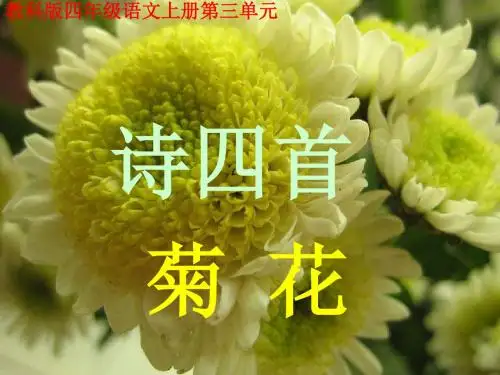 教科版语文四上《菊花》课件