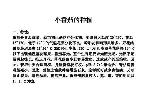 小番茄的种植