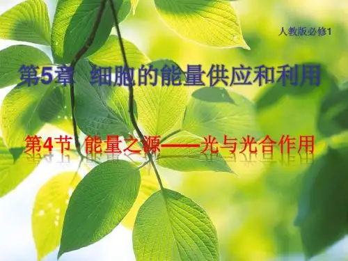 第二课时光合作用探究历程和过程