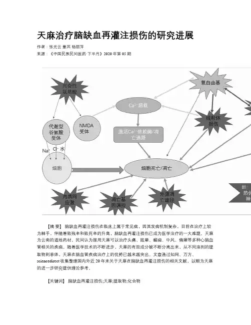 天麻治疗脑缺血再灌注损伤的研究进展