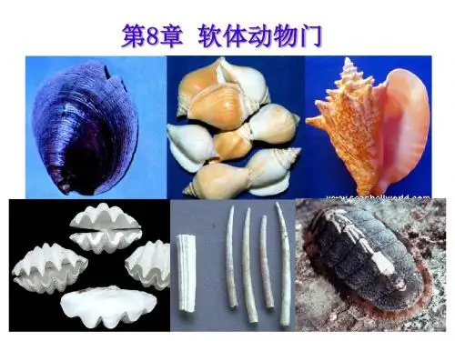 第8章软体动物2瓣鳃+头足