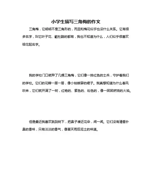 小学生描写三角梅的作文