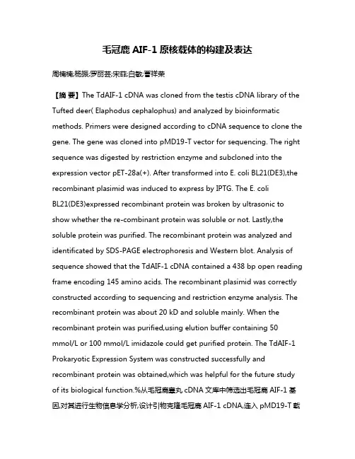 毛冠鹿AIF-1原核载体的构建及表达