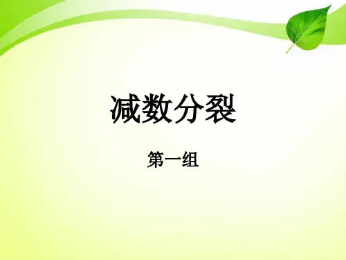 减数分裂