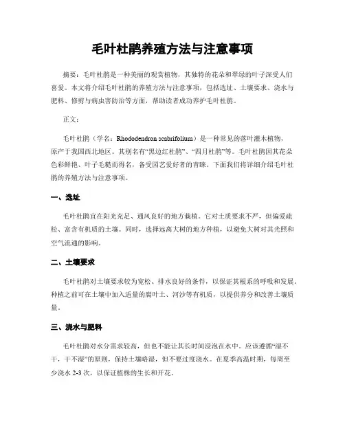 毛叶杜鹃养殖方法与注意事项