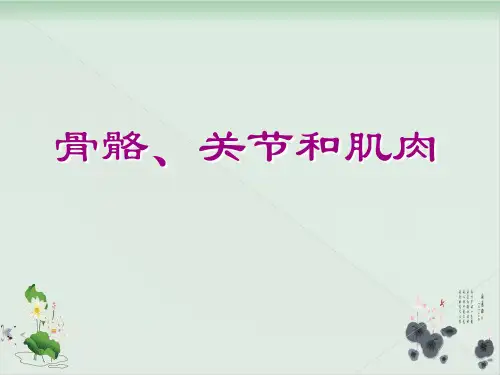 四年级上册科学课件骨骼、关节和肌肉教科版(共18张PPT)