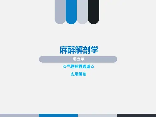 麻醉解剖学-插管应用解剖