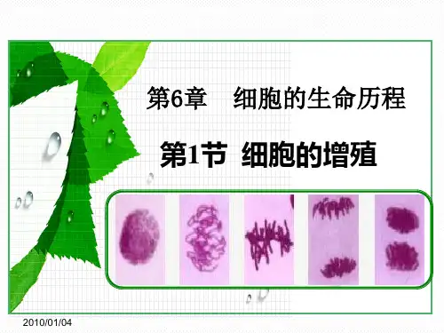 细胞的增殖ppt课件