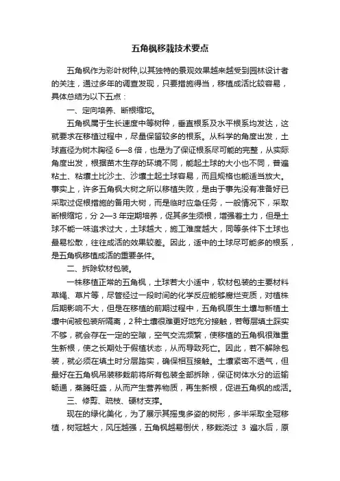 五角枫移栽技术要点