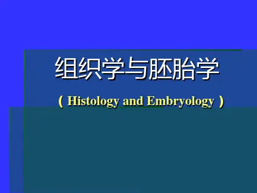 神经组织