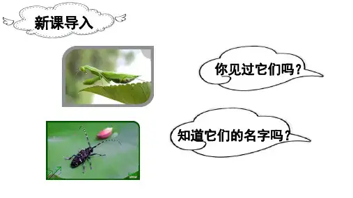 二年级语文下册第四单元(教学课件)11 我是一只小虫子