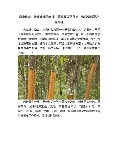 温中补肾、散寒止痛的肉桂，请掌握以下几点，收获优质高产的肉桂