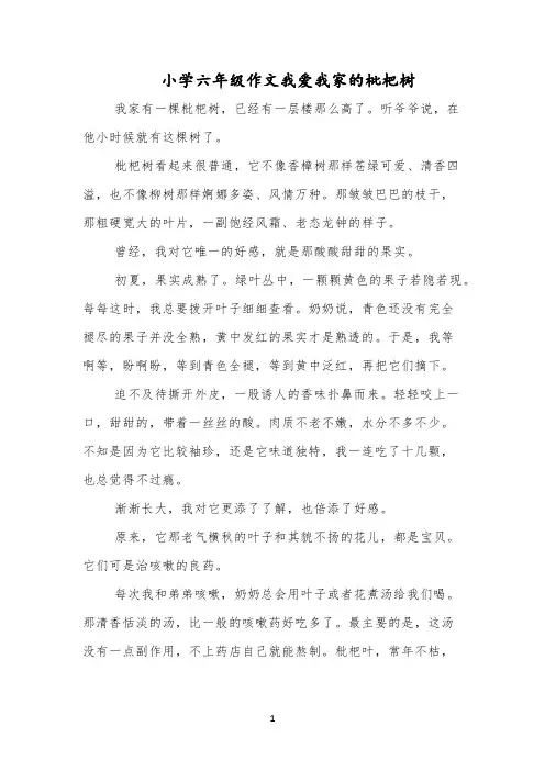 小学六年级作文我爱我家的枇杷树