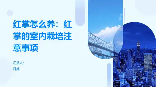 红掌怎么养：红掌的室内栽培注意事项