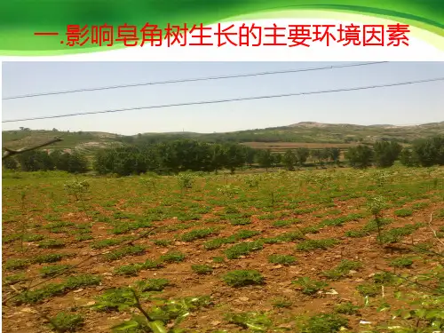 探讨皂角树的种植和管理