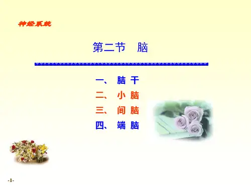 局部解刨(全)—小脑、间脑