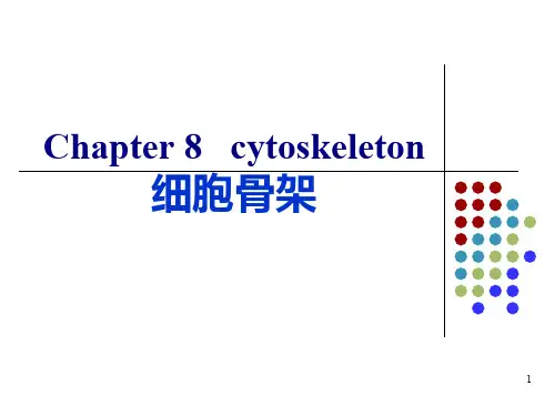 [细胞生物学]细胞骨架