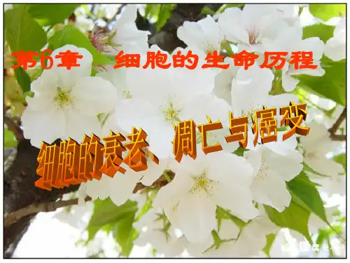 人教版高一年级生物必修一《细胞的衰老、凋亡和癌变》课件