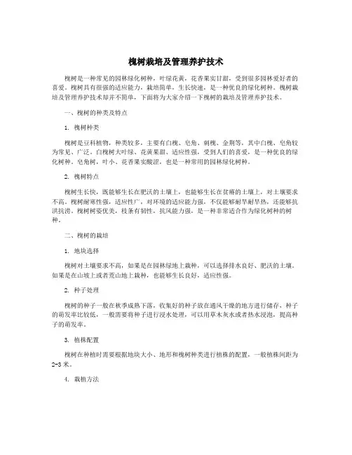 槐树栽培及管理养护技术
