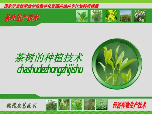 茶树种植方式和时间