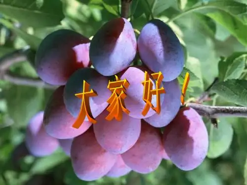 自然流产
