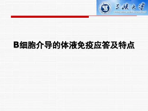 B细胞免疫应答