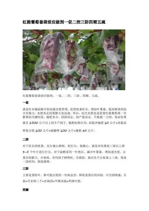 红提葡萄套袋前应做到一促二控三防四顺五疏