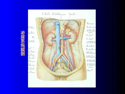 泌尿系统ct诊断学 ppt课件