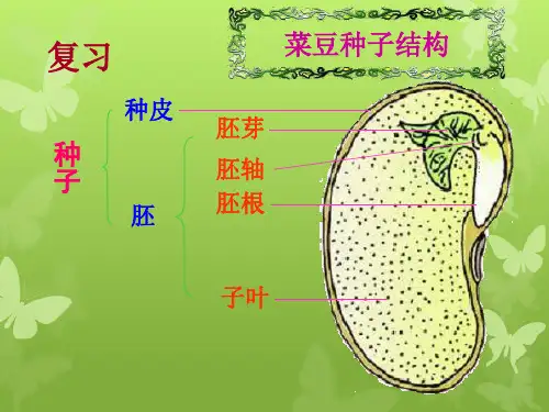人教版七上第二章第一节种子的萌发(共41张PPT)[1]