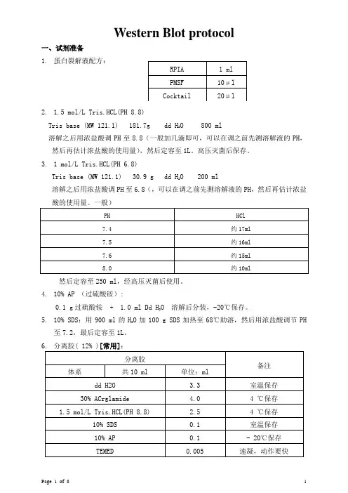 Western Blot protocol