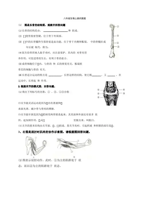 八年级生物上册识图练习
