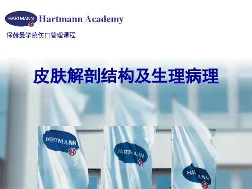 皮肤的解剖结构及生理病理PPT参考幻灯片