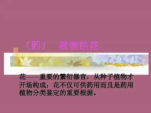 植物器官——花、果实、种子ppt课件