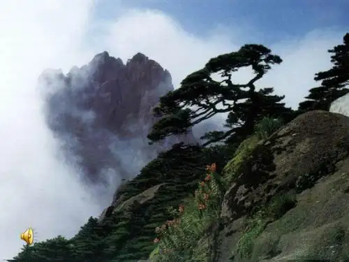 黄山奇松