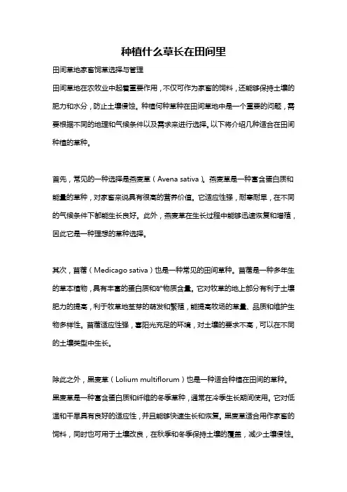 种植什么草长在田间里