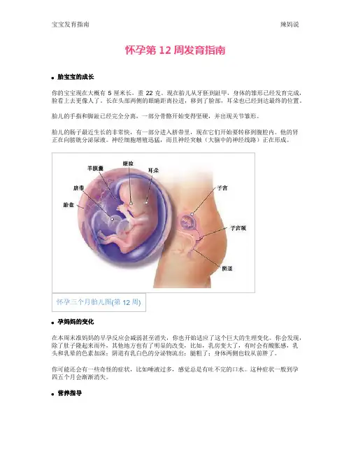 怀孕第12周发育指南