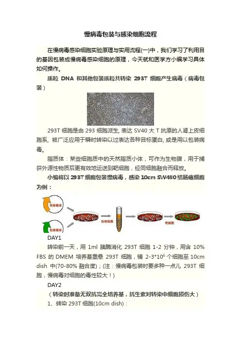 慢病毒包装与感染细胞流程