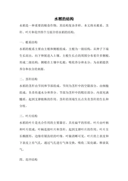 水稻的结构