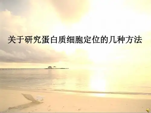 关于研究蛋白质细胞定位的几种方法